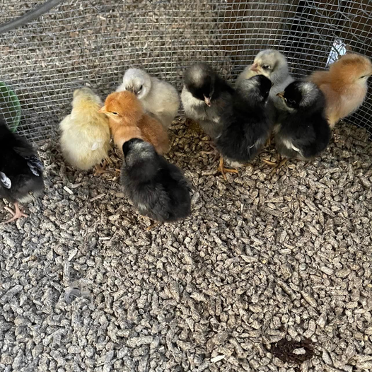 Chicks Loving their Hemp Bedding